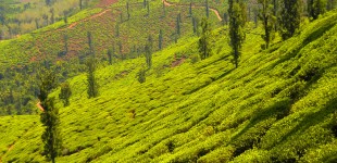 Tea plantations of  Wayanad