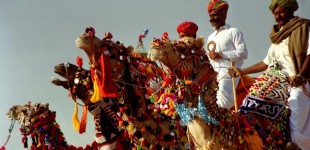 The colourful trappings of Rajasthani Camels and their riders